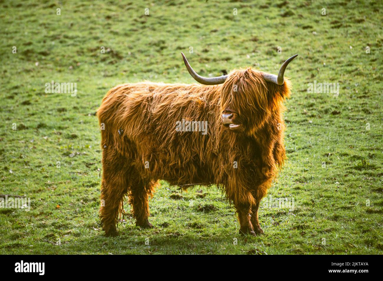Un primo piano di una soffice mucca scozzese sulle praterie Foto Stock