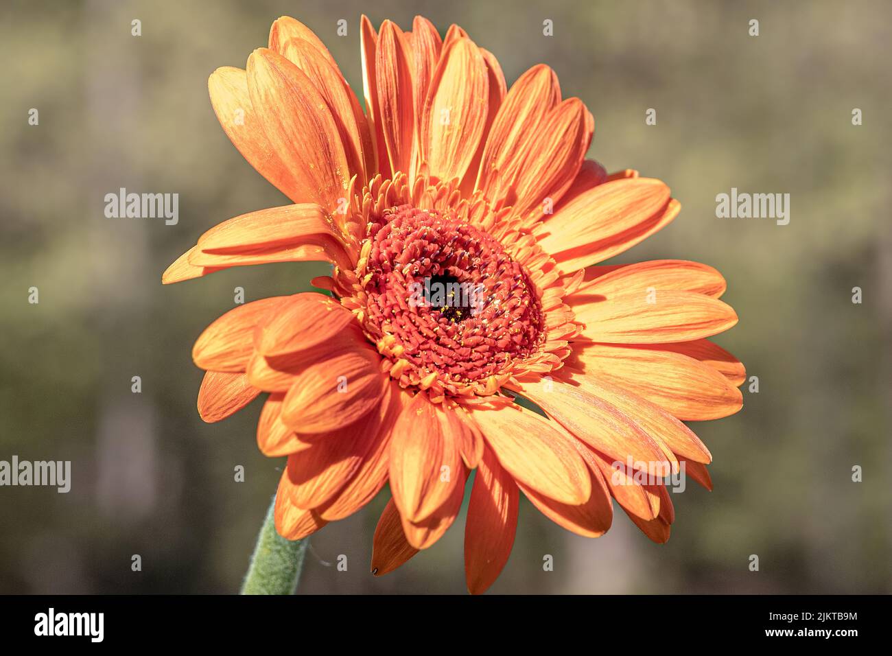 bel fiore al sole in giallo e rosso Foto Stock