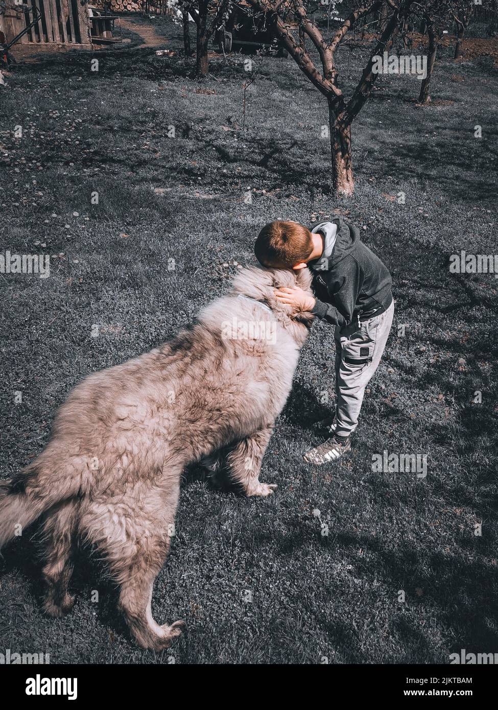 Un bel colpo di un ragazzo biondo che abbraccia un grande cane pastore caucasico nel giardino Foto Stock