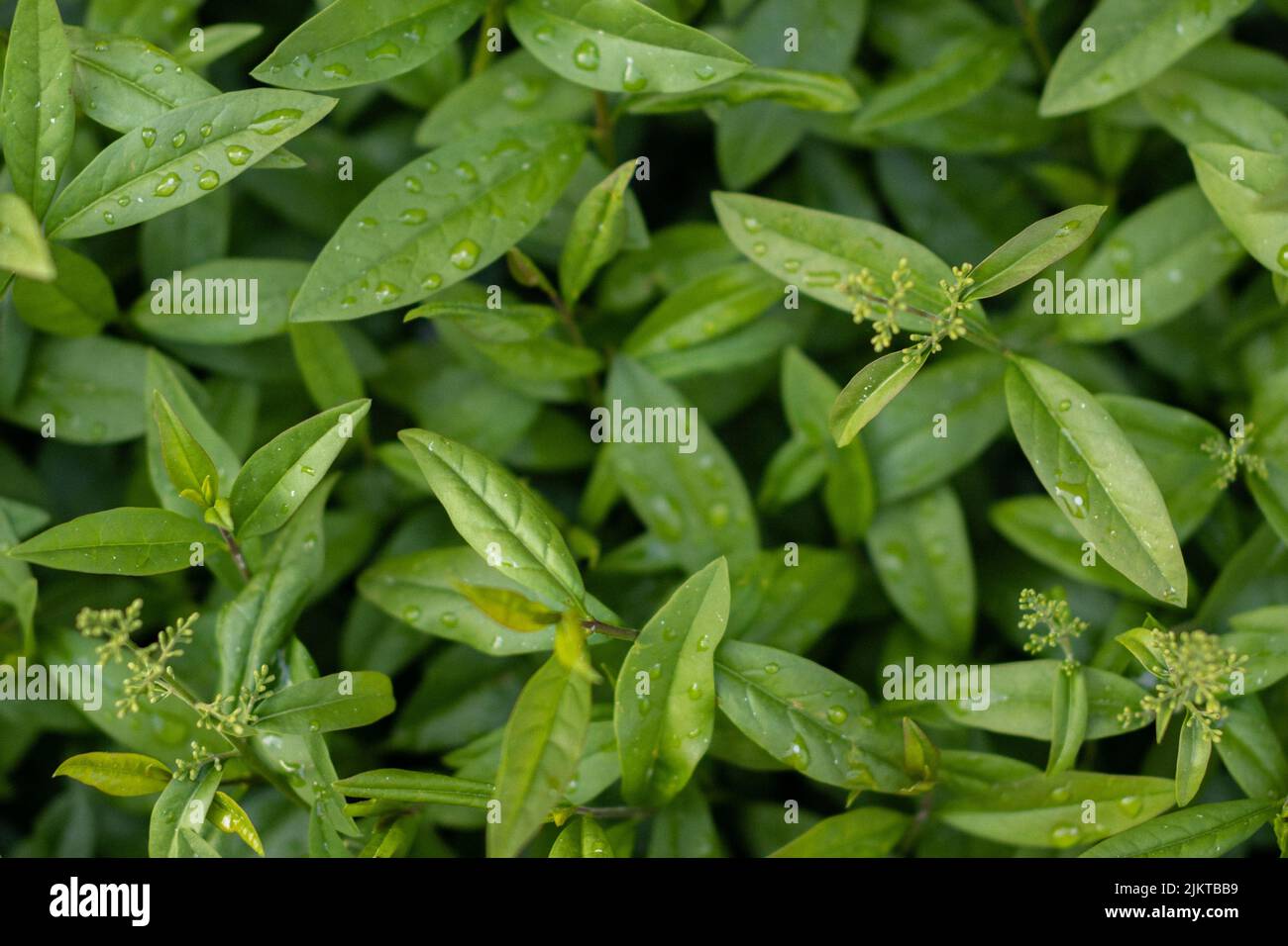 Un primo piano di foglie verdi di piante Privet germogliate in crescita nel giardino Foto Stock
