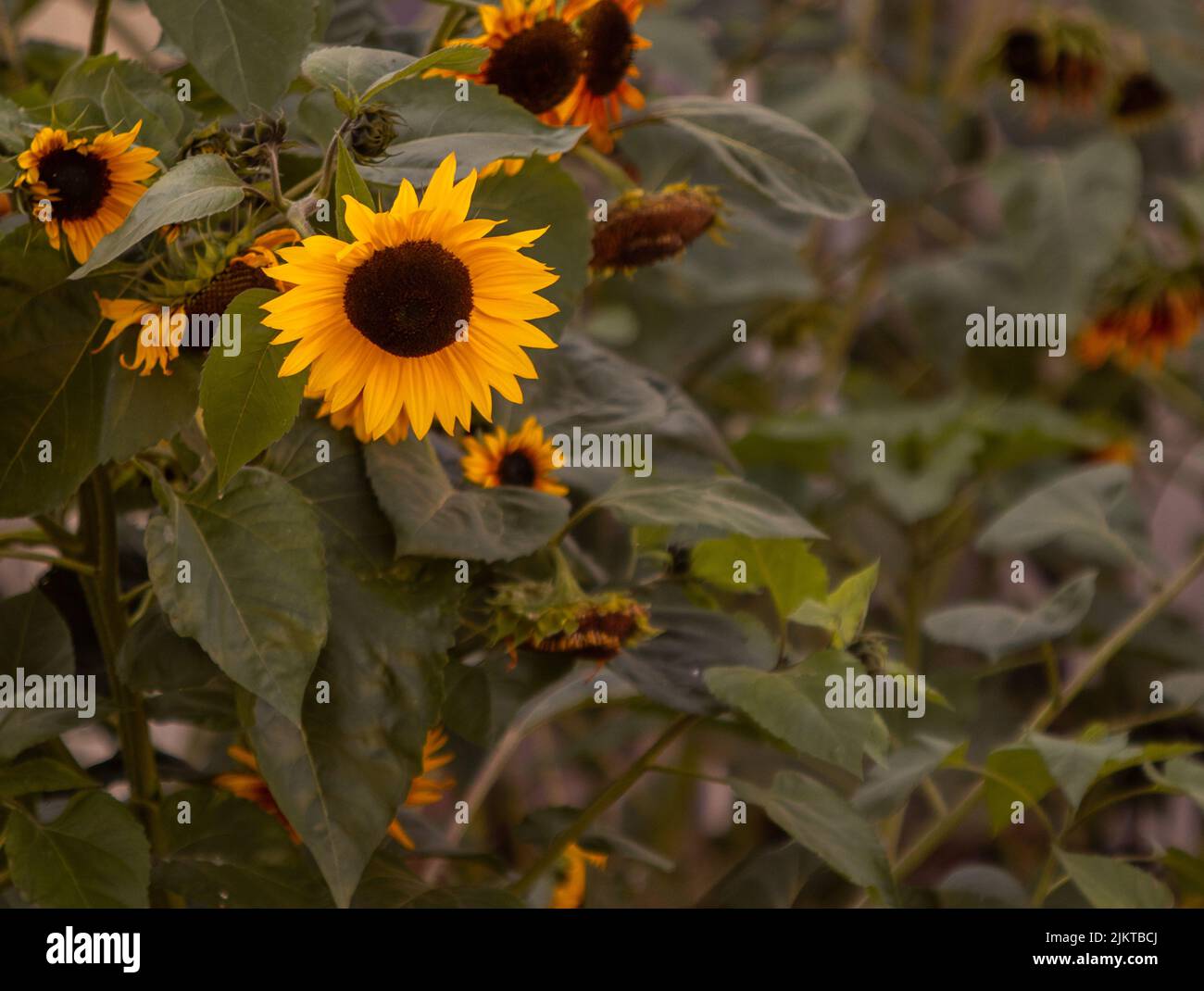 Un primo piano di fioritura girasoli comuni con foglie verdi in giardino Foto Stock