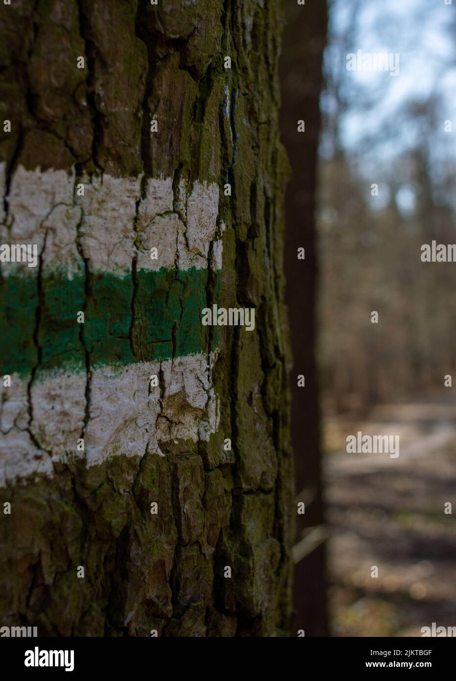 Un fuoco poco profondo di albero di corteccia di struttura con la formica colorata nella foresta con il cielo sfocato Foto Stock