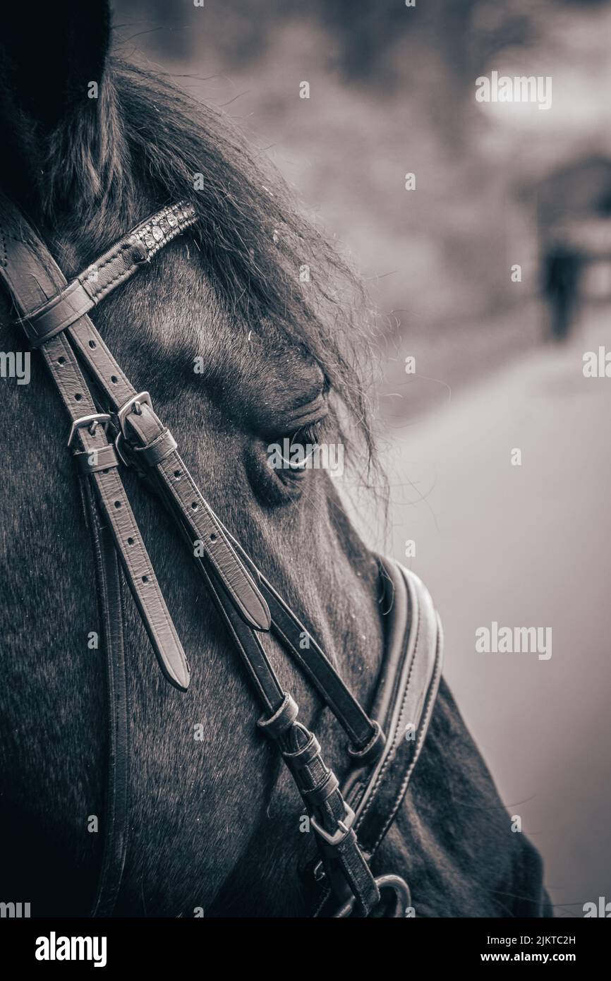 Primo piano di una testa di cavallo su uno sfondo sfocato Foto Stock