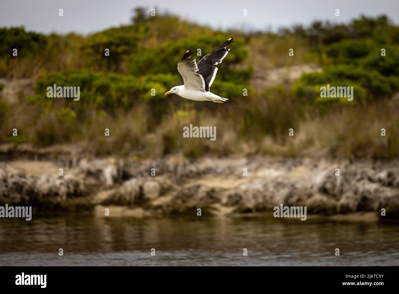 Un gabbiano che sorvola il mare nella costa di Victoria, Australia Foto Stock