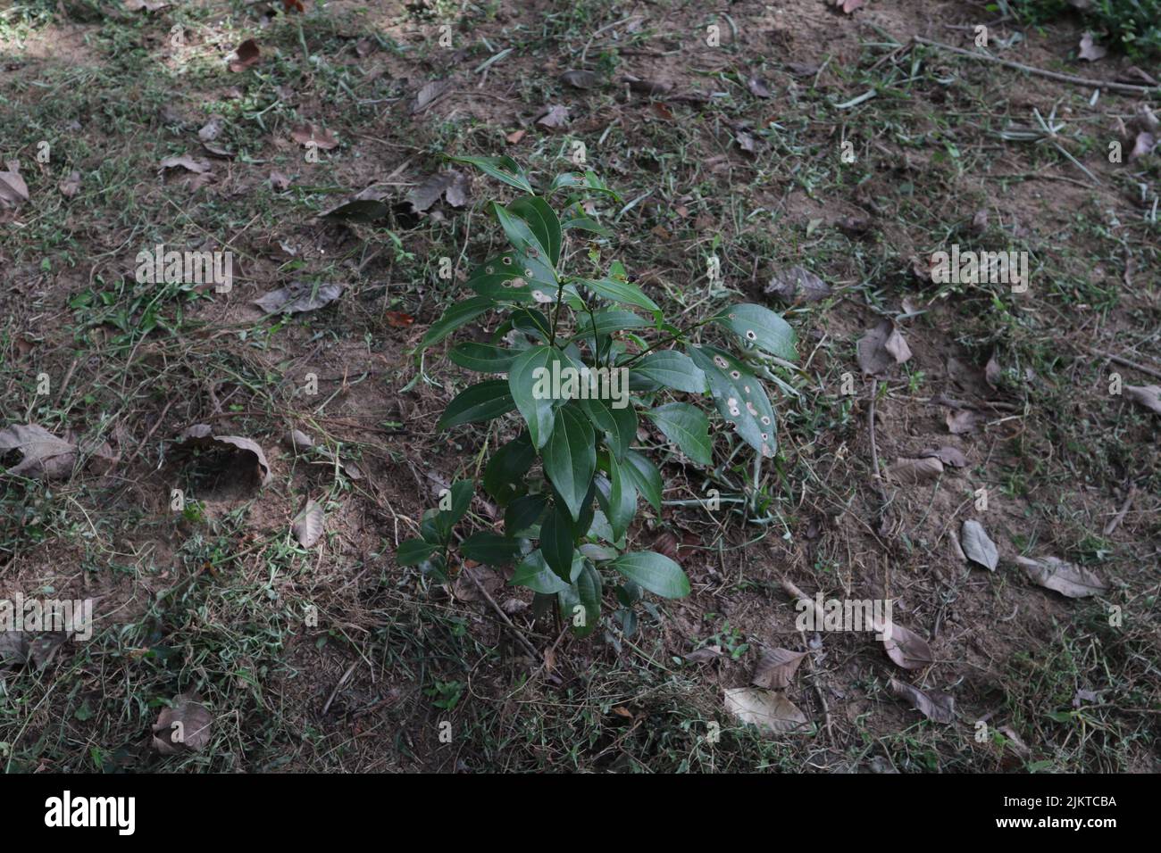 Una pianta di cannella giovane piantata cresce in una piantagione di cannella, in fondo piante erbose rimosse e messe sul terreno per diventare secco e decomporsi Foto Stock