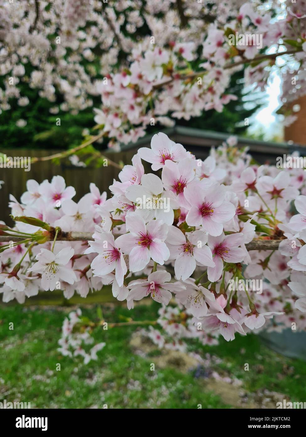 Un primo piano di rami di ciliegio fiorito coperto di bellissimi fiori rosa Foto Stock