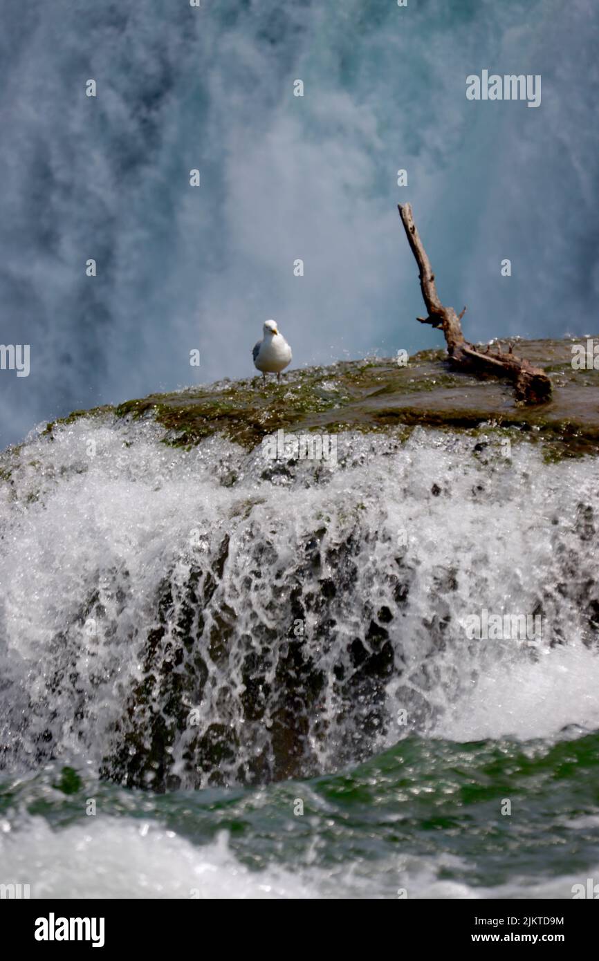 Un'immagine verticale di un gabbiano in cima alle Bridal Veil Falls, le cascate del Niagara Foto Stock