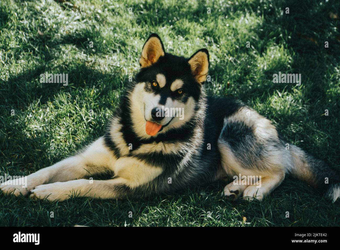 Una vista di Malamute sdraiato su terreno erboso e guardando la telecamera Foto Stock