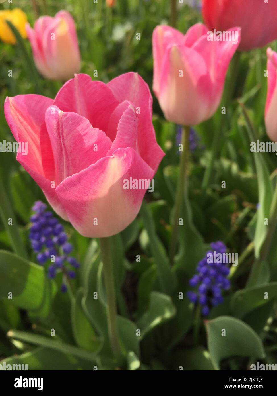I tulipani colorati nel campo Foto Stock