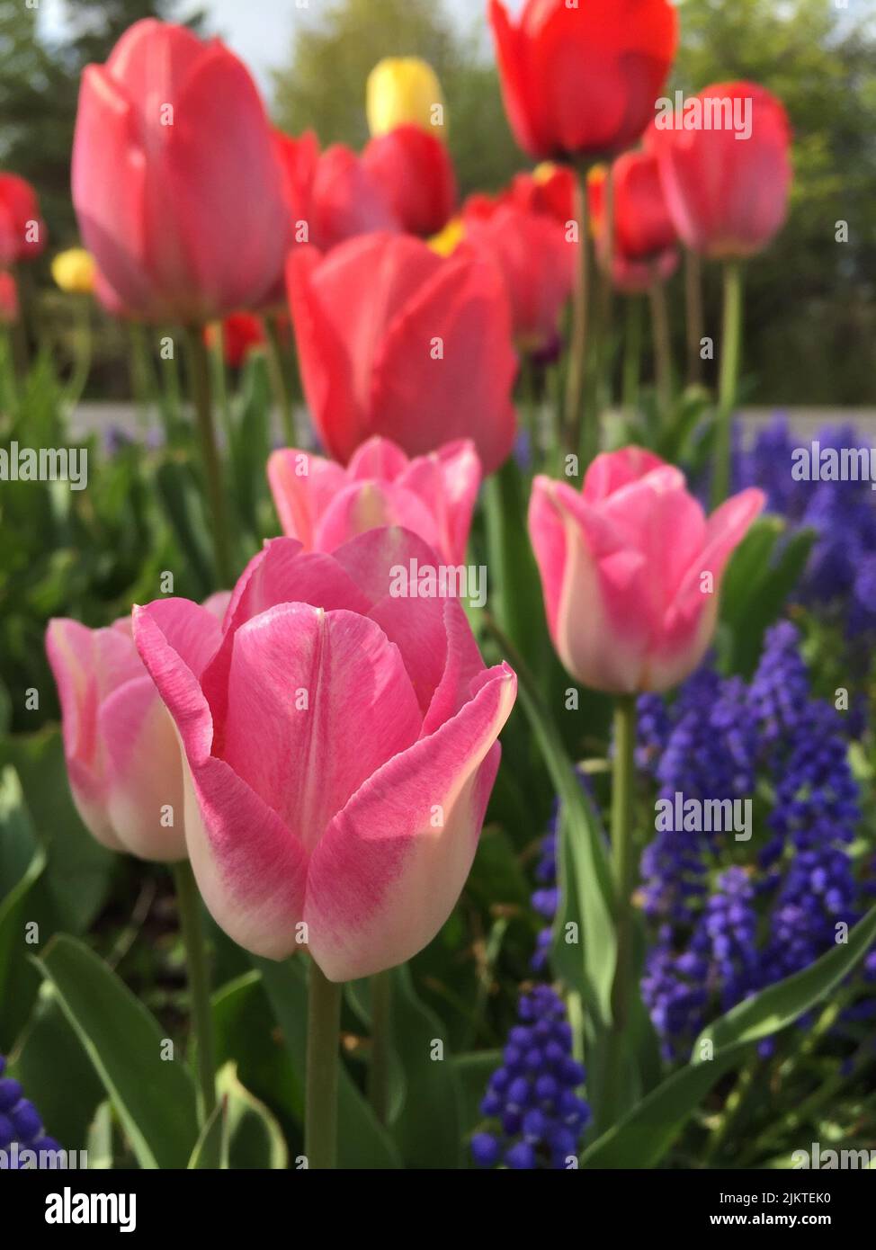 I tulipani colorati nel campo Foto Stock