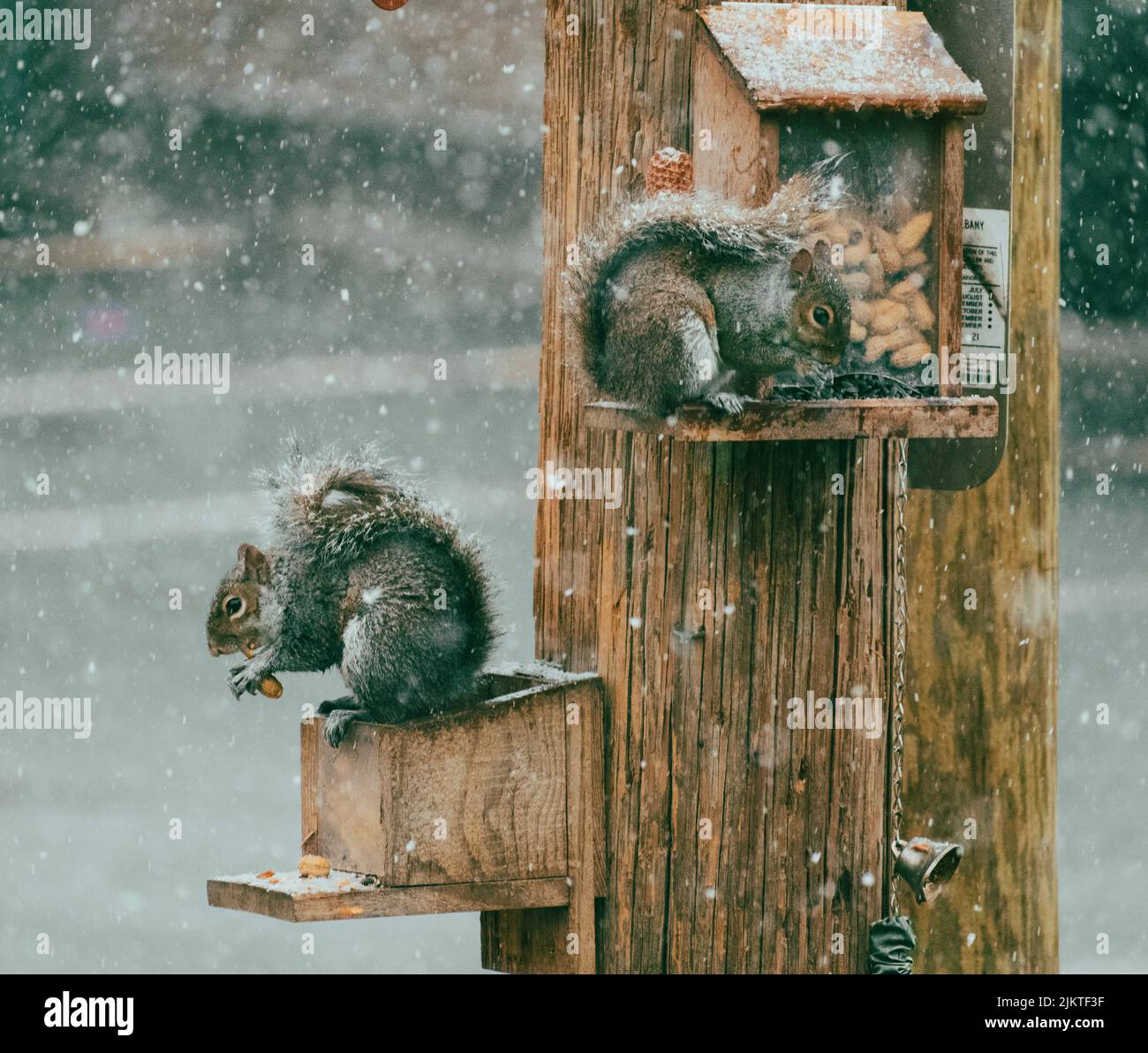 Gli adorabili scoiattoli grigi orientali mangiano noci su scatole di legno su un albero Foto Stock