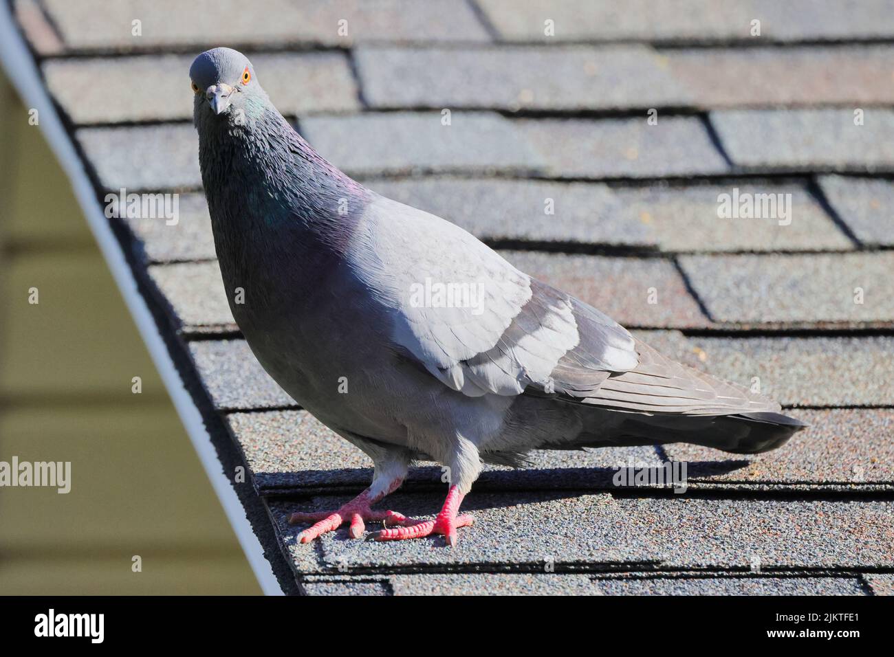 Un primo piano di un piccione grigio in piedi su un tetto Foto Stock