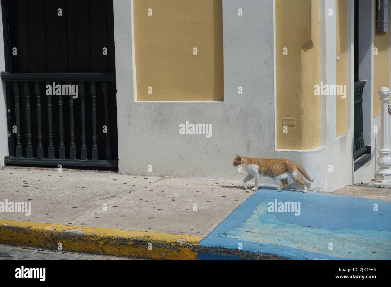 Un gatto bianco e arancione che cammina su un marciapiede blu accanto a un edificio giallo e bianco a Puerto Rico Foto Stock