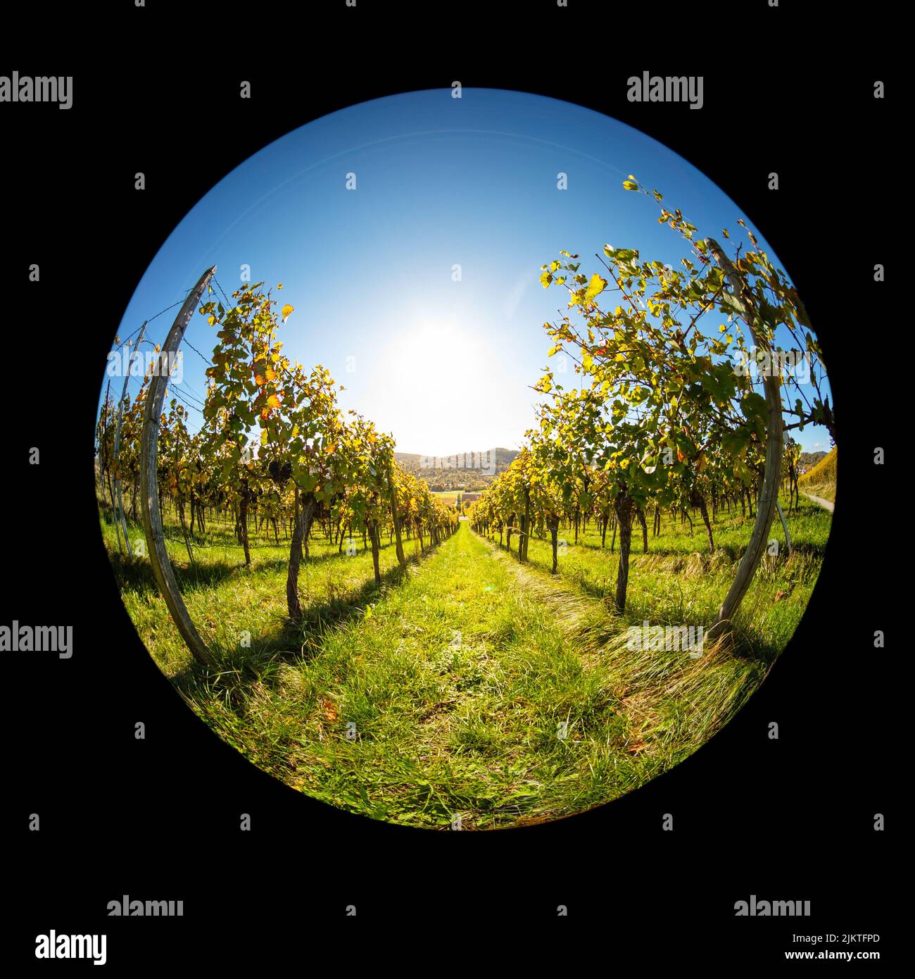 Il sole si illumina in un vigneto in un paesaggio con vista panoramica Foto Stock