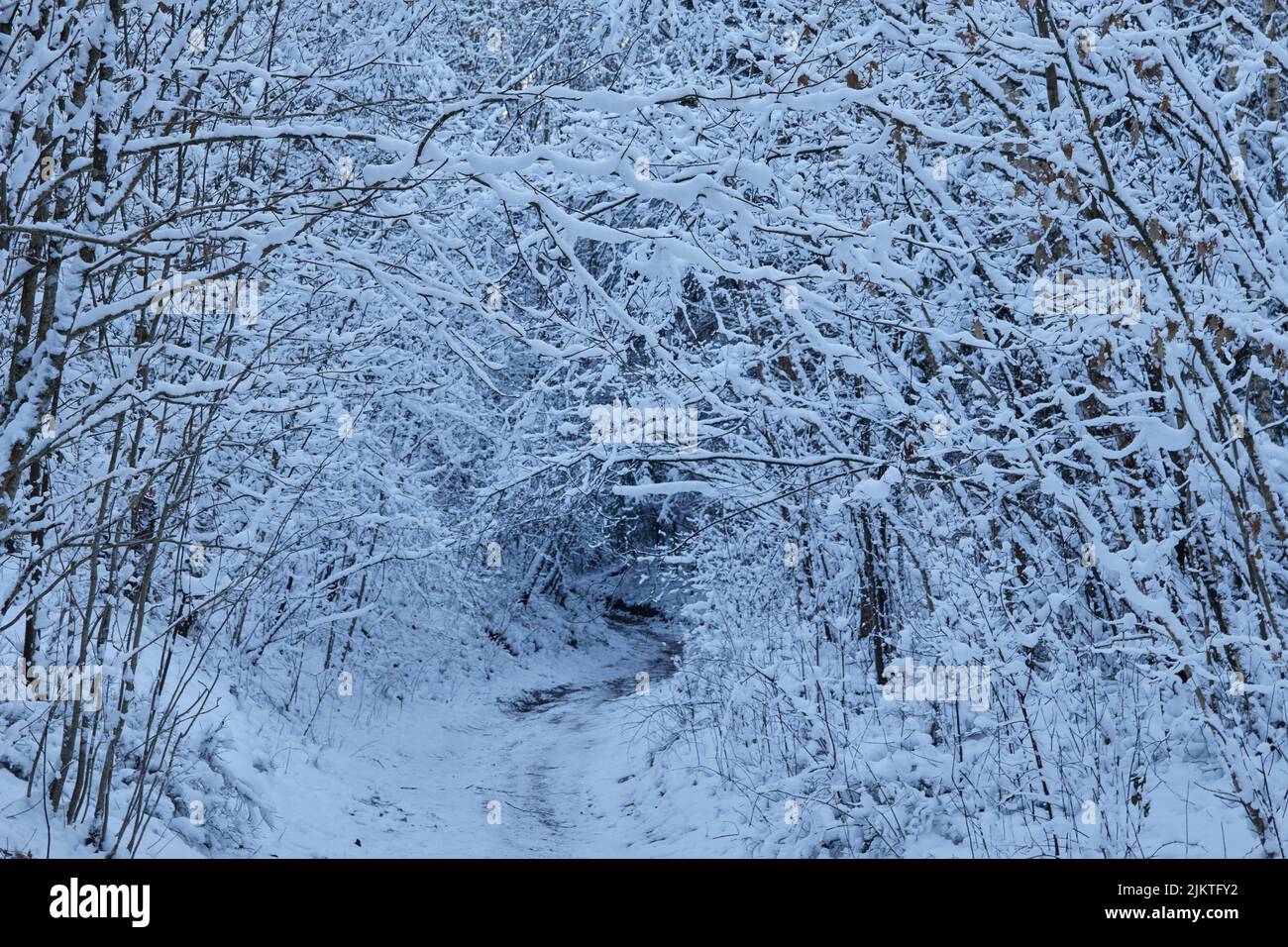 Un paesaggio naturale invernale con alberi innevati e sentieri Foto Stock