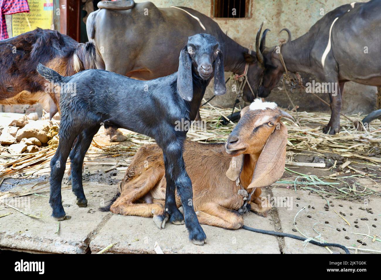 Un fuoco selettivo di una capra legata in una fattoria in un villaggio a Belgaum, Karnataka, India. Foto Stock