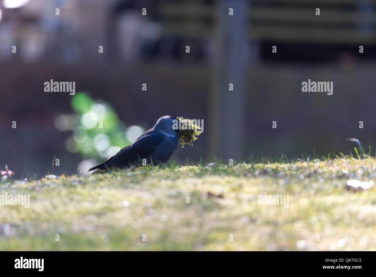 Eurasian Jackdaw (Corvus monidula) con muschio nel suo becco. Uccello costruzione nido in primavera. Sfondo sfocato con spazio per il testo e la copia. Foto Stock