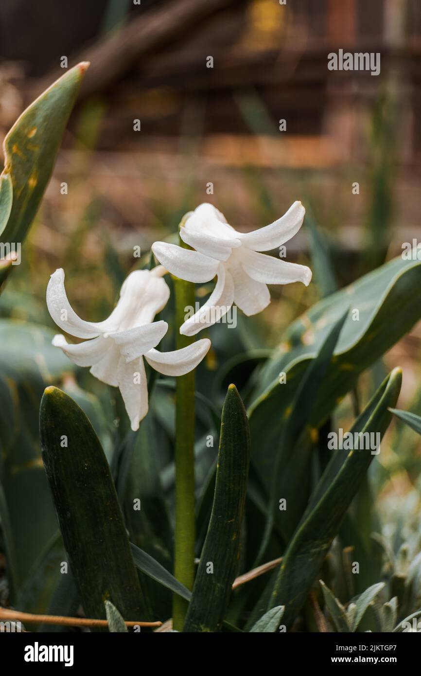 Un colpo verticale di giacinto bianco selvatico in un giardino Foto Stock