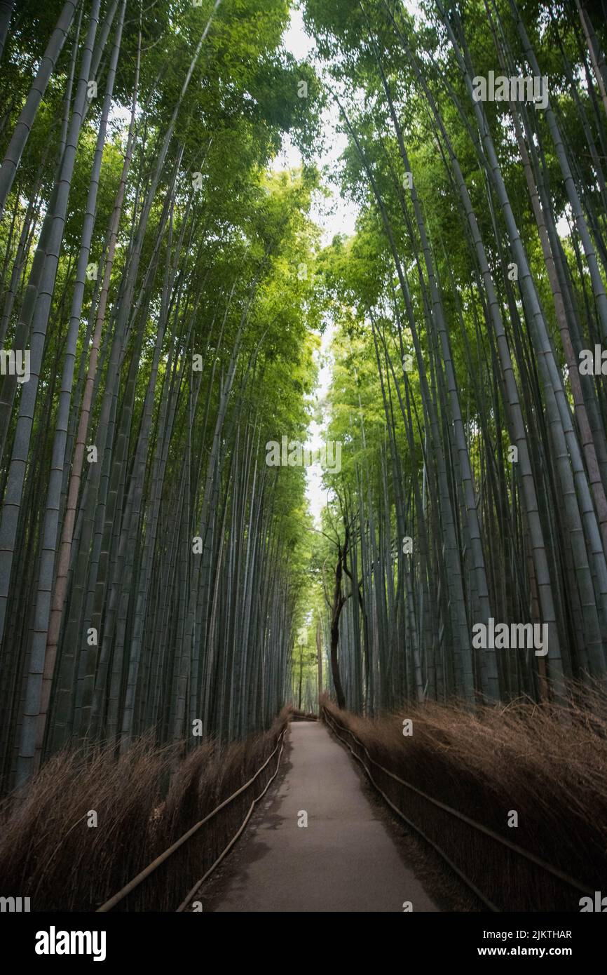 un colpo verticale di piccola strada in foresta di bambù Foto Stock
