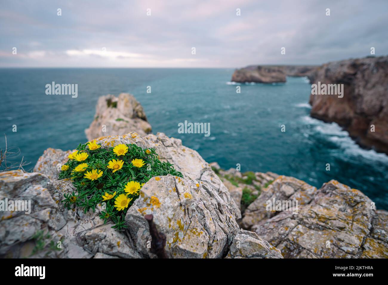 Un mazzo di vivaci margherite gialle che crescono in una zona di erba scura nelle rocce vicino al mare a Sagres, Portogallo Foto Stock