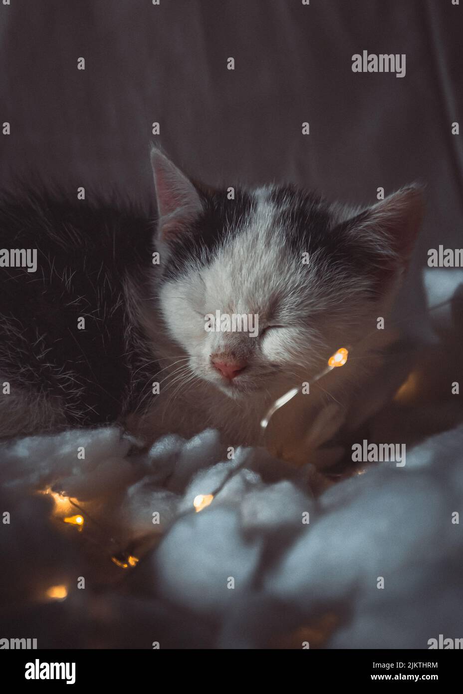 adorabile gattino è seduto in un campo di lana, nel momento in cui la foto è stata scattata ha chiuso gli occhi Foto Stock