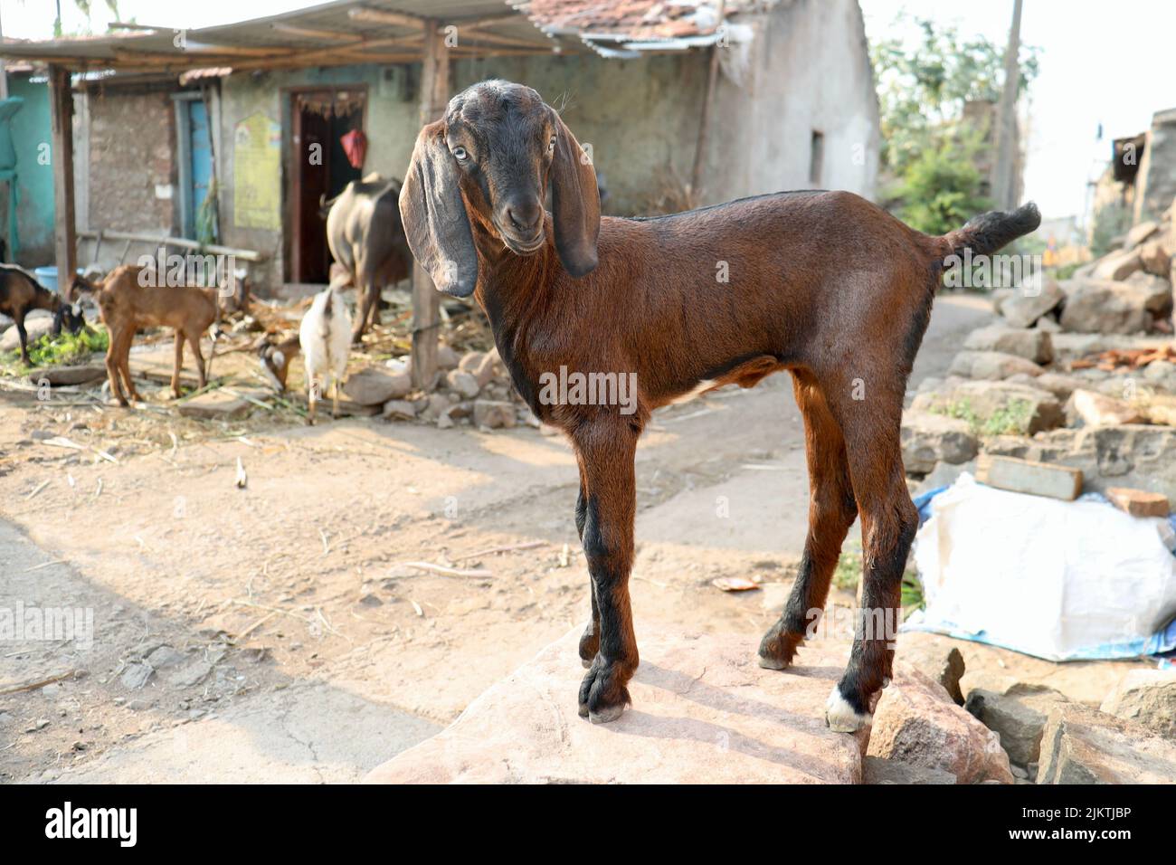 Un fuoco selettivo di una capra in una fattoria in un villaggio a Belgaum, Karnataka, India. Foto Stock