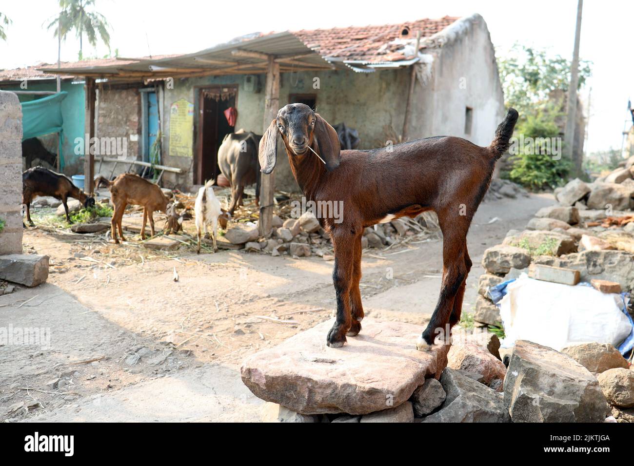 Un fuoco selettivo di una capra in una fattoria in un villaggio a Belgaum, Karnataka, India. Foto Stock