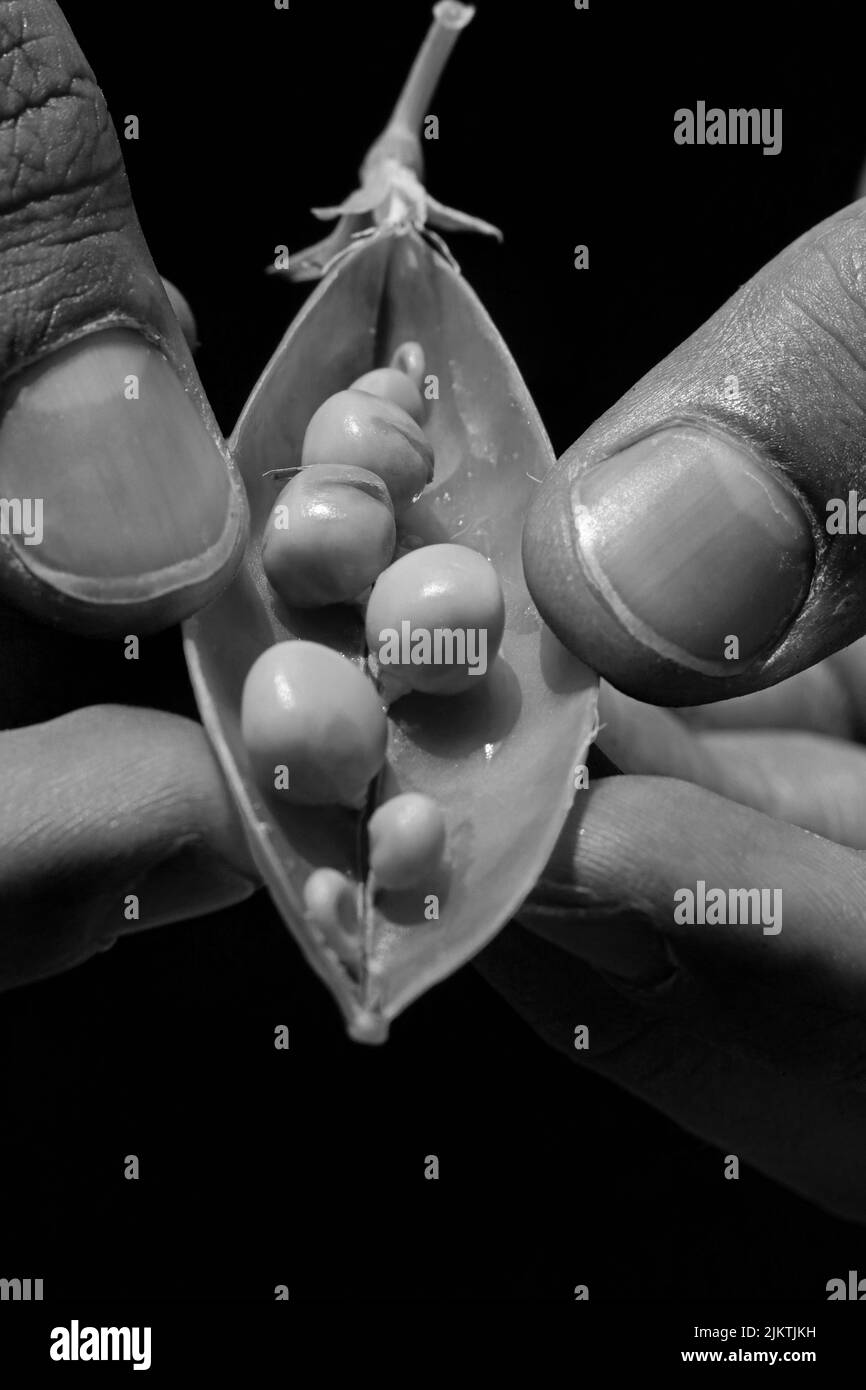 Un colpo in scala di grigi di un dito maschio che apre una pianta di pisello su uno sfondo nero Foto Stock