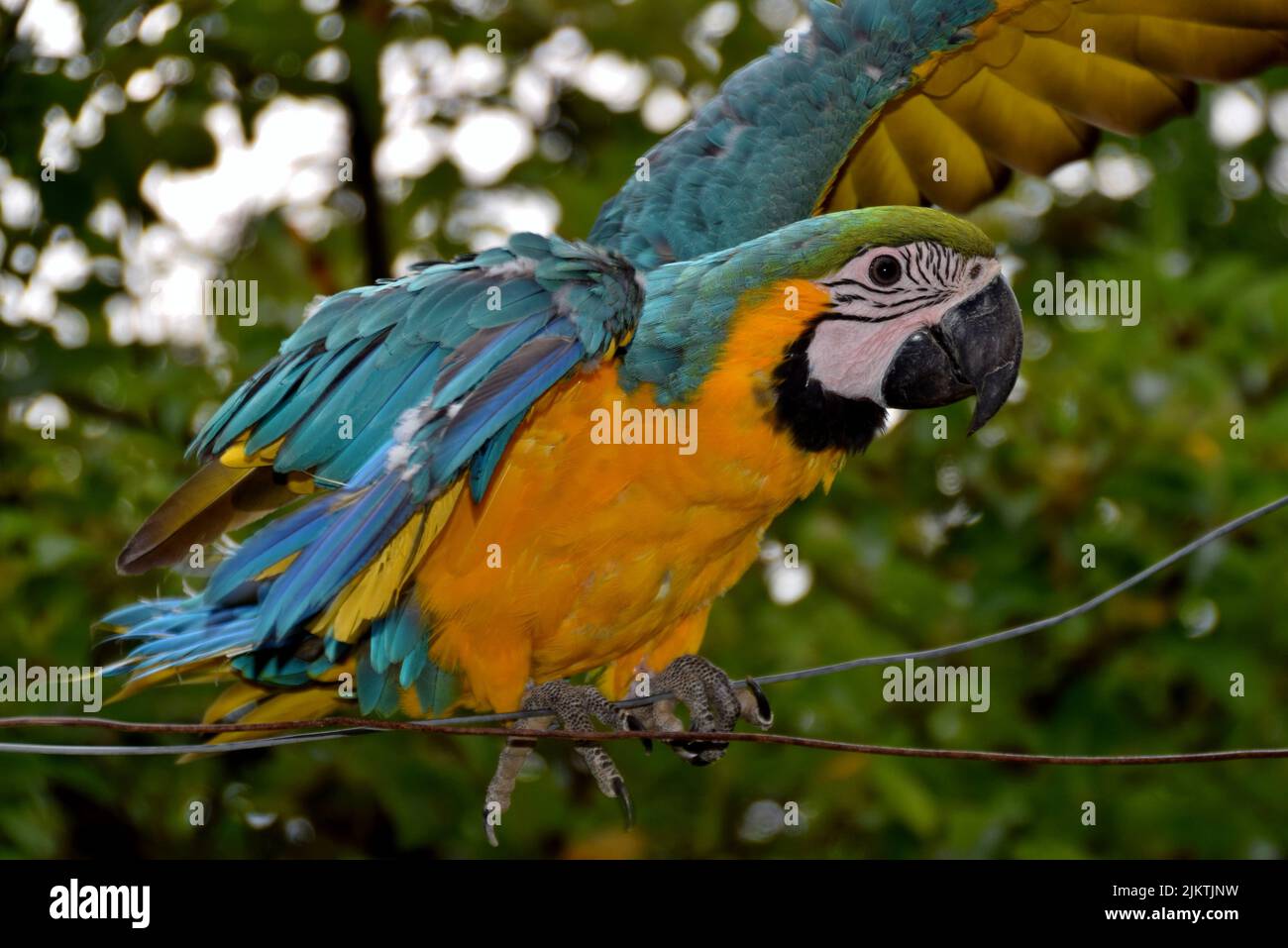 Un primo piano di un pappagallo di ara colorato arroccato su un filo metallico all'aperto contro alberi verdi Foto Stock