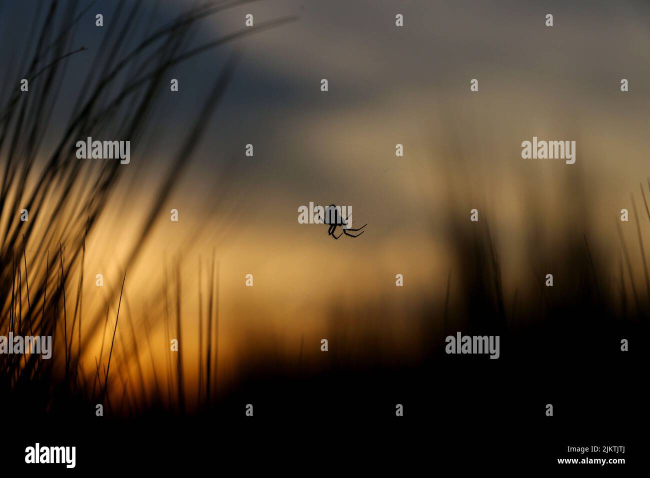 La silhouette di un ragno contro il cielo del tramonto con erba sfocata in primo piano Foto Stock