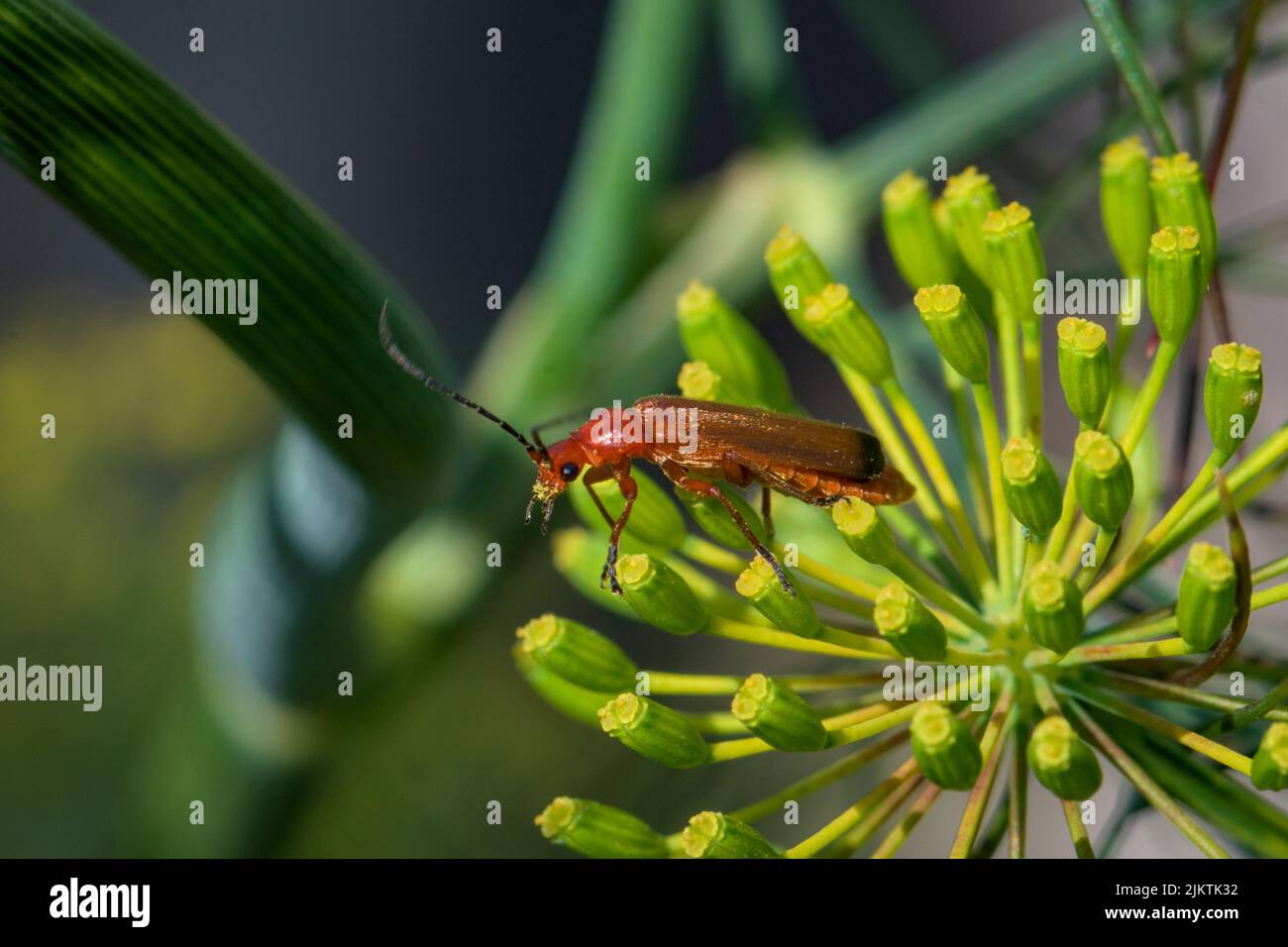 Un primo piano di scarabeo di Rhagonycha fulva in piedi su un fiore su sfondo sfocato Foto Stock