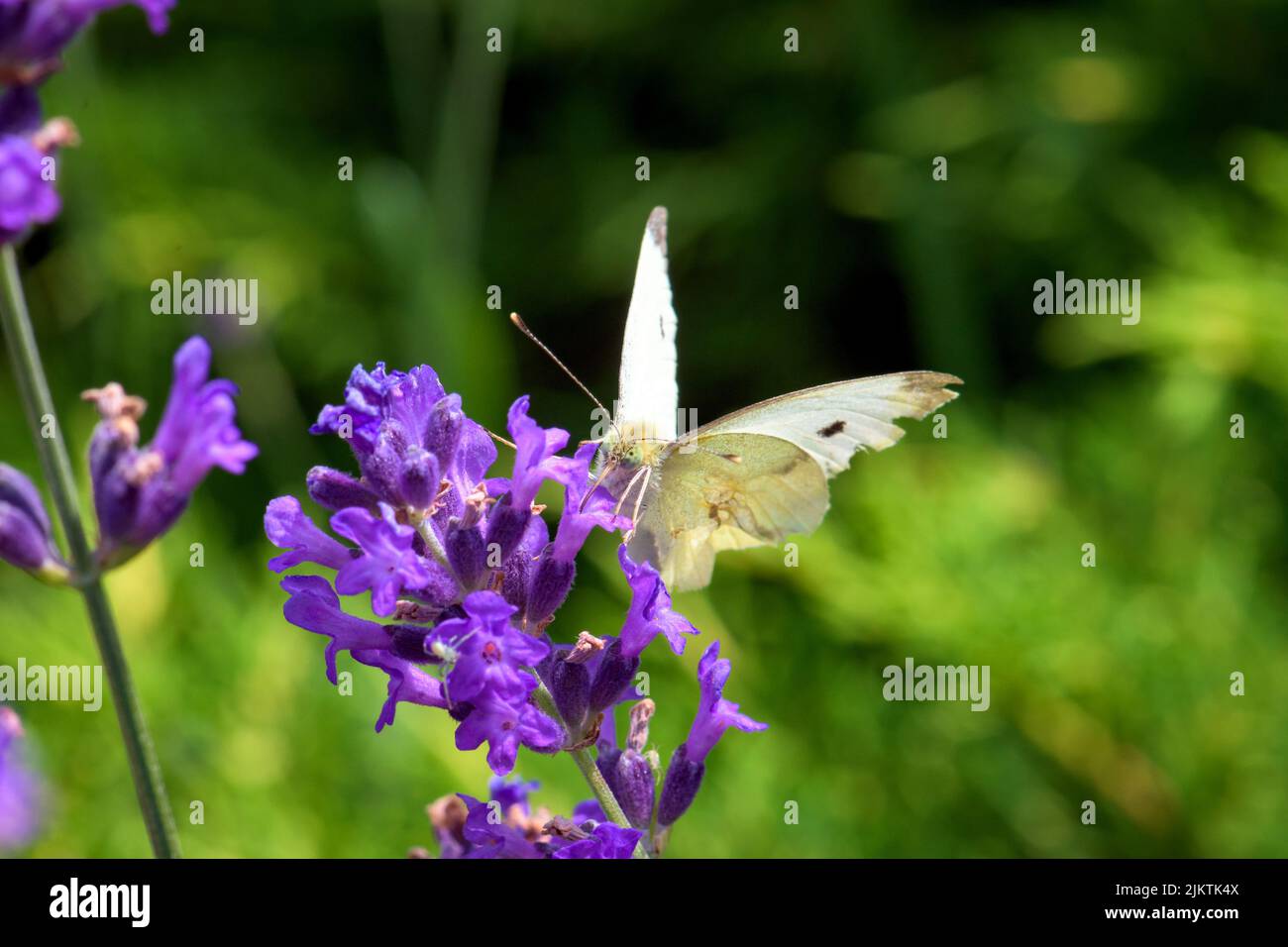 Un primo piano del bianco cavolo su fiori viola Foto Stock