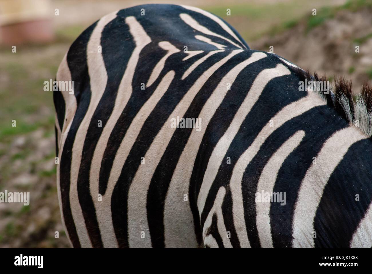 Un primo piano del corpo di una zebra selvaggia con le linee nere su di esso e sfondo sfocato Foto Stock