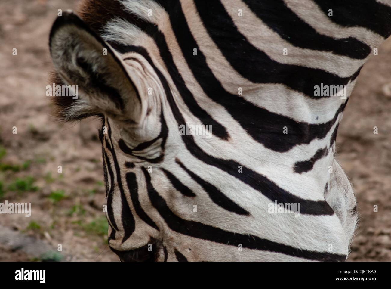 Un primo piano dei dettagli e delle linee nere sulla testa della zebra selvaggia mentre si mangia da terra Foto Stock