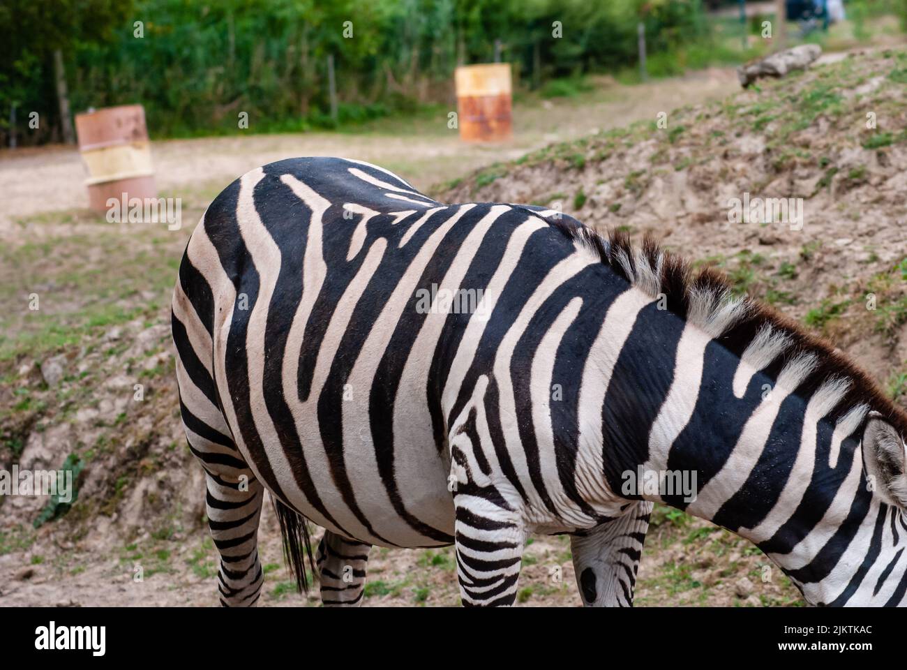 Un primo piano del corpo di una zebra selvaggia con le linee nere su di essa e gli alberi sullo sfondo Foto Stock