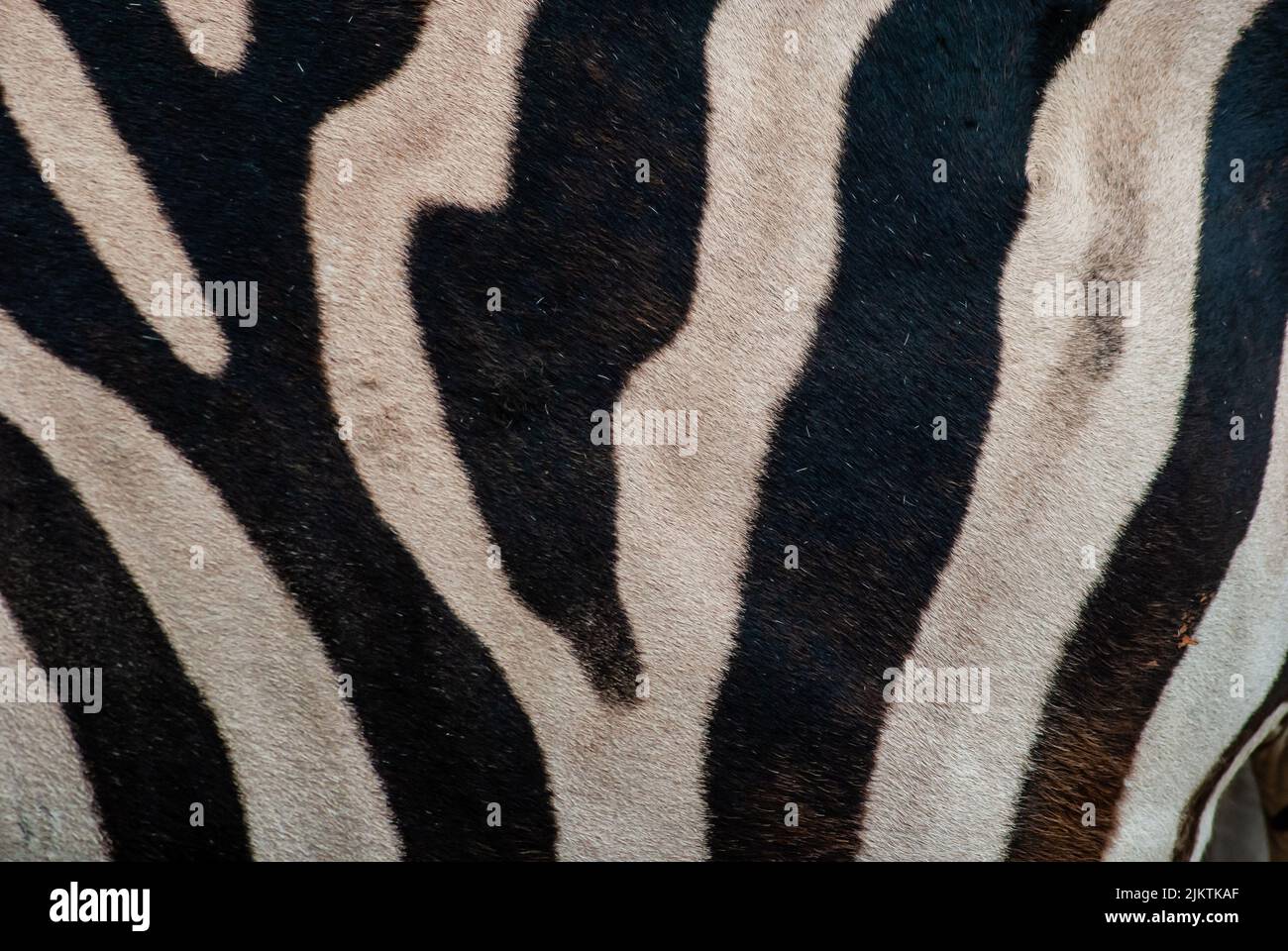 Un primo piano dei dettagli e delle linee nere sul corpo della zebra selvaggia Foto Stock