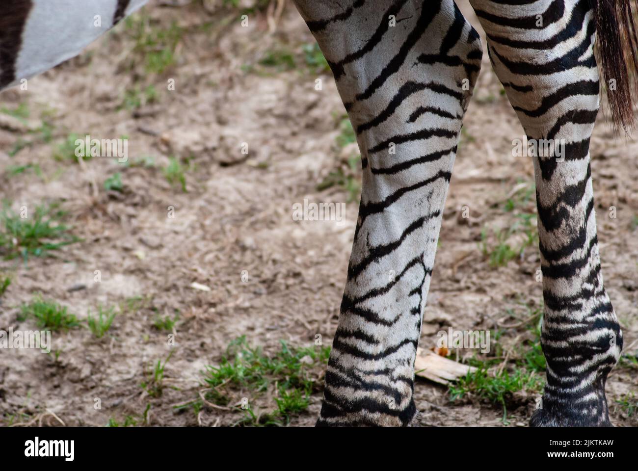Un primo piano dei dettagli e delle linee nere sulle gambe della zebra selvaggia Foto Stock