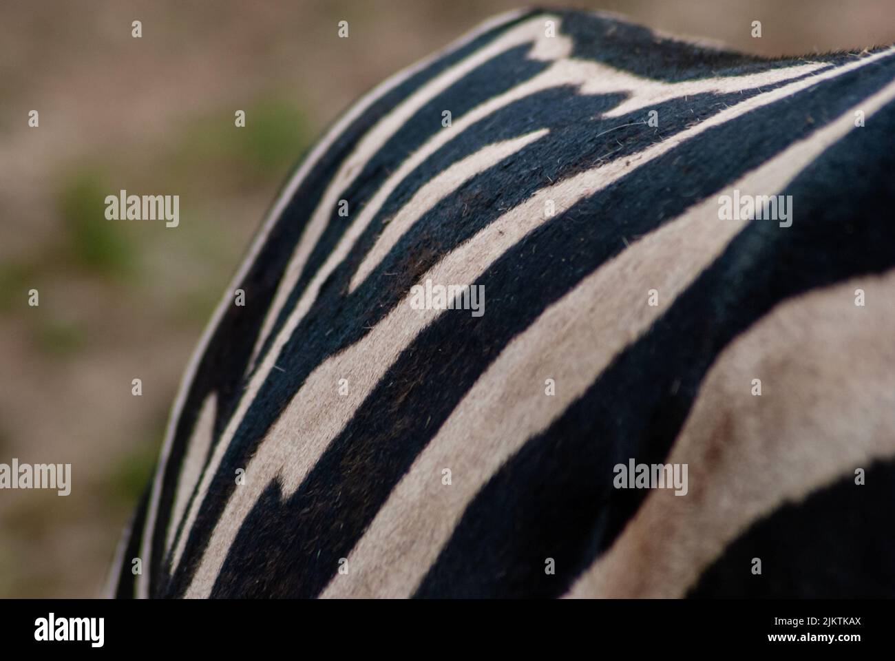 Un primo piano dei dettagli e delle linee nere sul corpo della zebra selvaggia Foto Stock