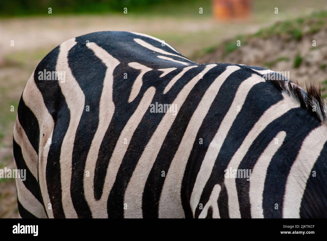 Un primo piano dei dettagli e delle linee nere sul corpo della zebra selvaggia Foto Stock