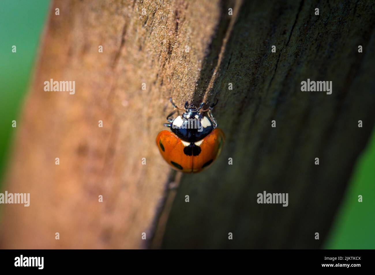 Un primo piano di un ladybird a sette punti su una superficie di legno Foto Stock