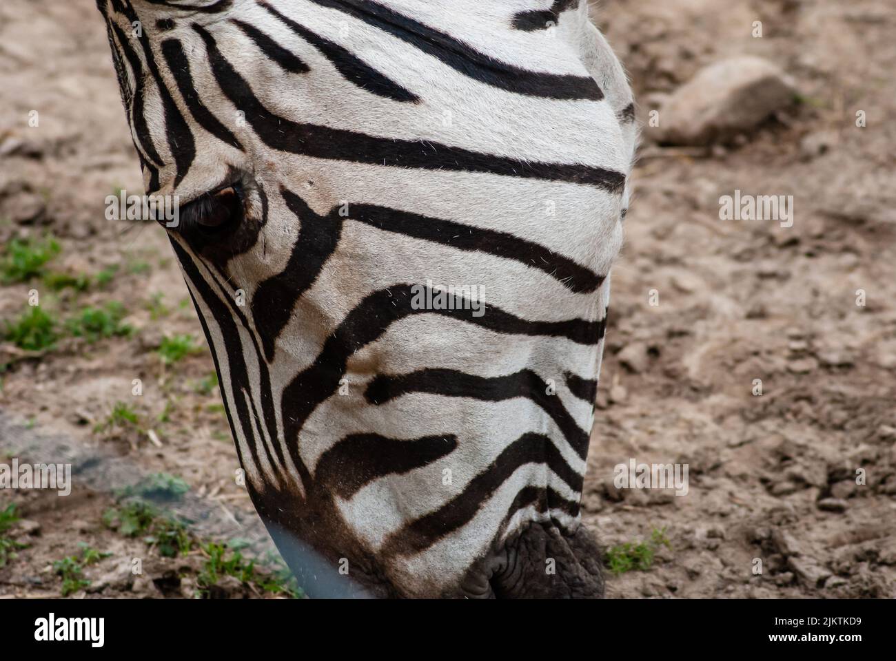 Un primo piano dei dettagli e delle linee nere sulla testa della zebra selvaggia mentre si mangia da terra Foto Stock
