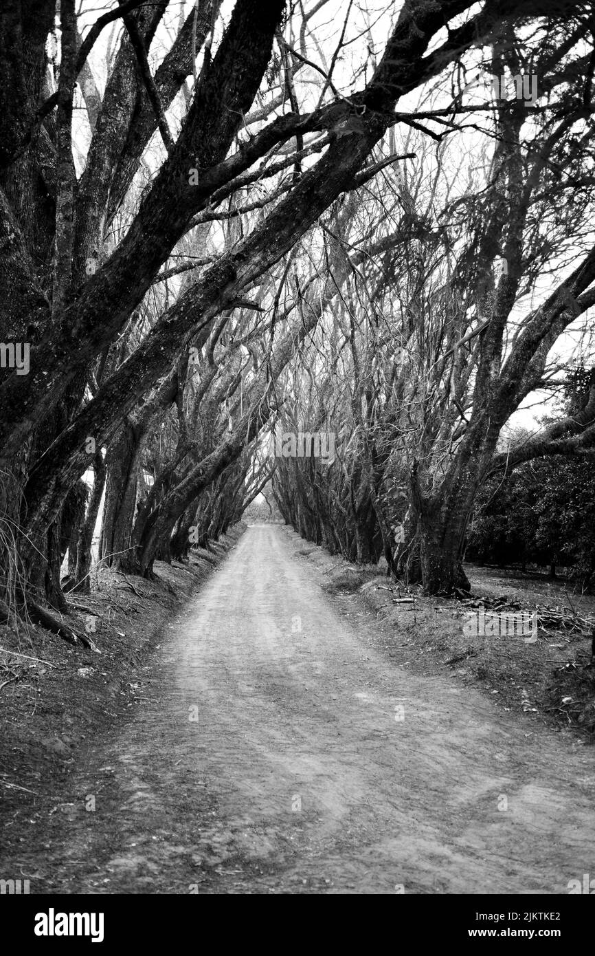 Un percorso tra alberi secchi in una foresta Foto Stock