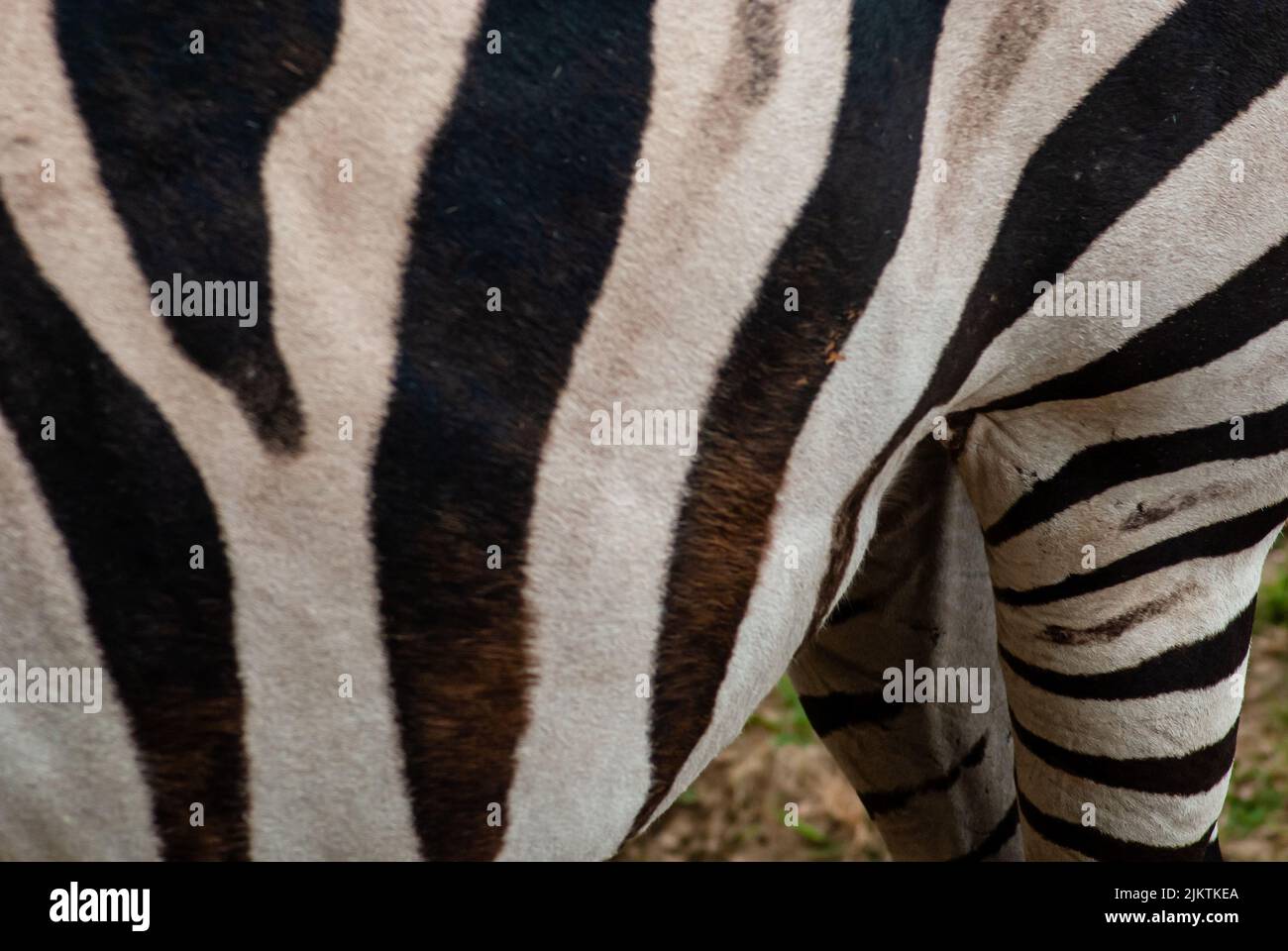 Un primo piano dei dettagli e delle linee nere sul corpo della zebra selvaggia Foto Stock