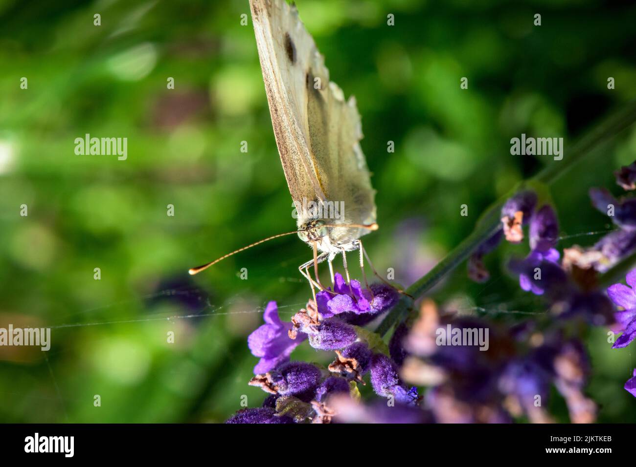 Un primo piano del bianco cavolo su fiori viola Foto Stock
