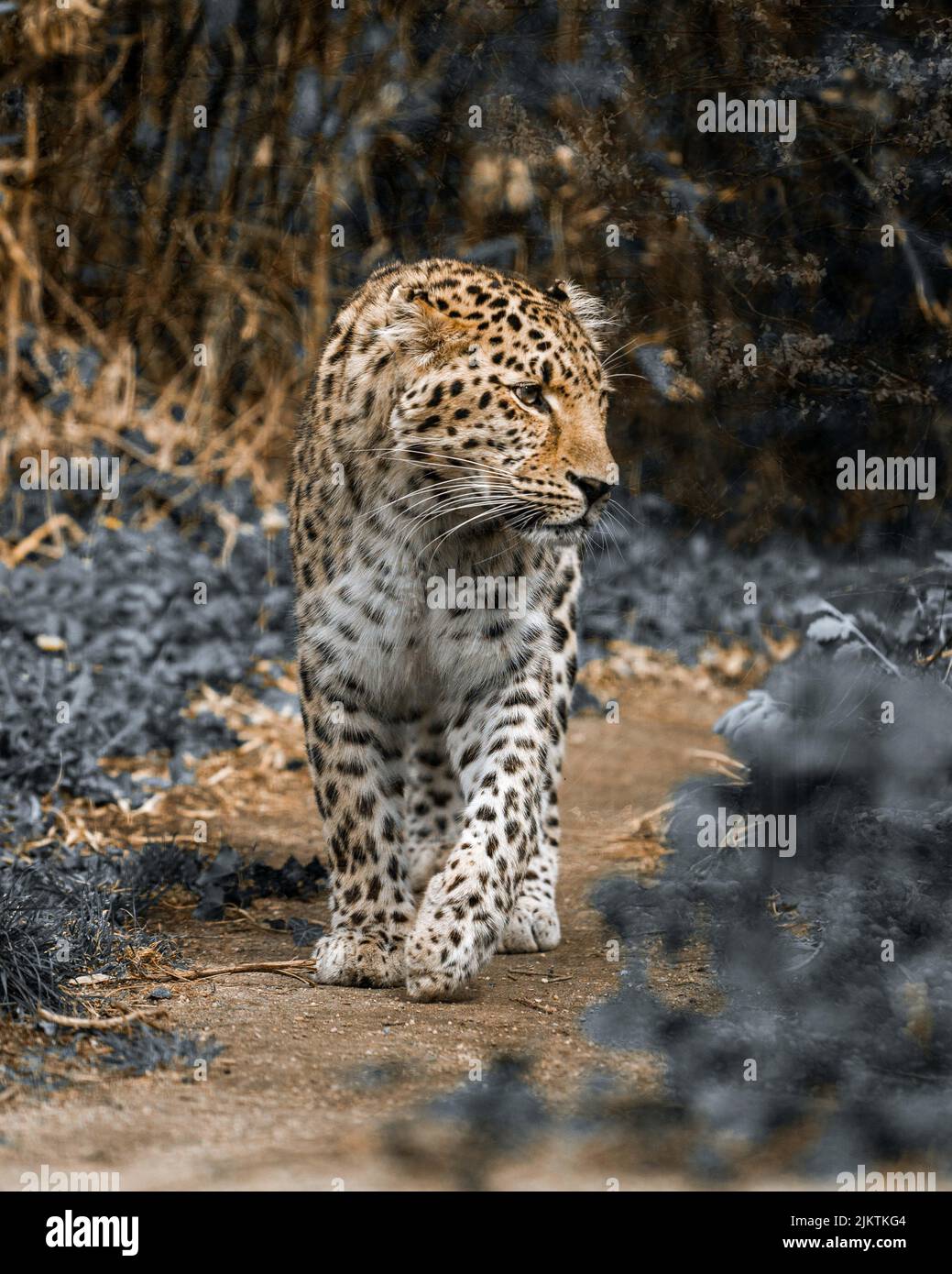 Un primo piano di una tigre di Amur che cammina in una foresta in una giornata di sole con sfondo sfocato Foto Stock