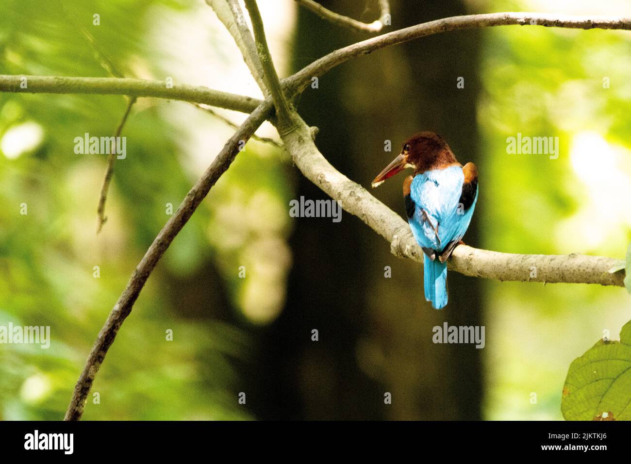 Un'immagine posteriore di un uccello di Kingfisher in piedi su un ramo dell'albero che guarda alla sinistra in una giornata di sole Foto Stock