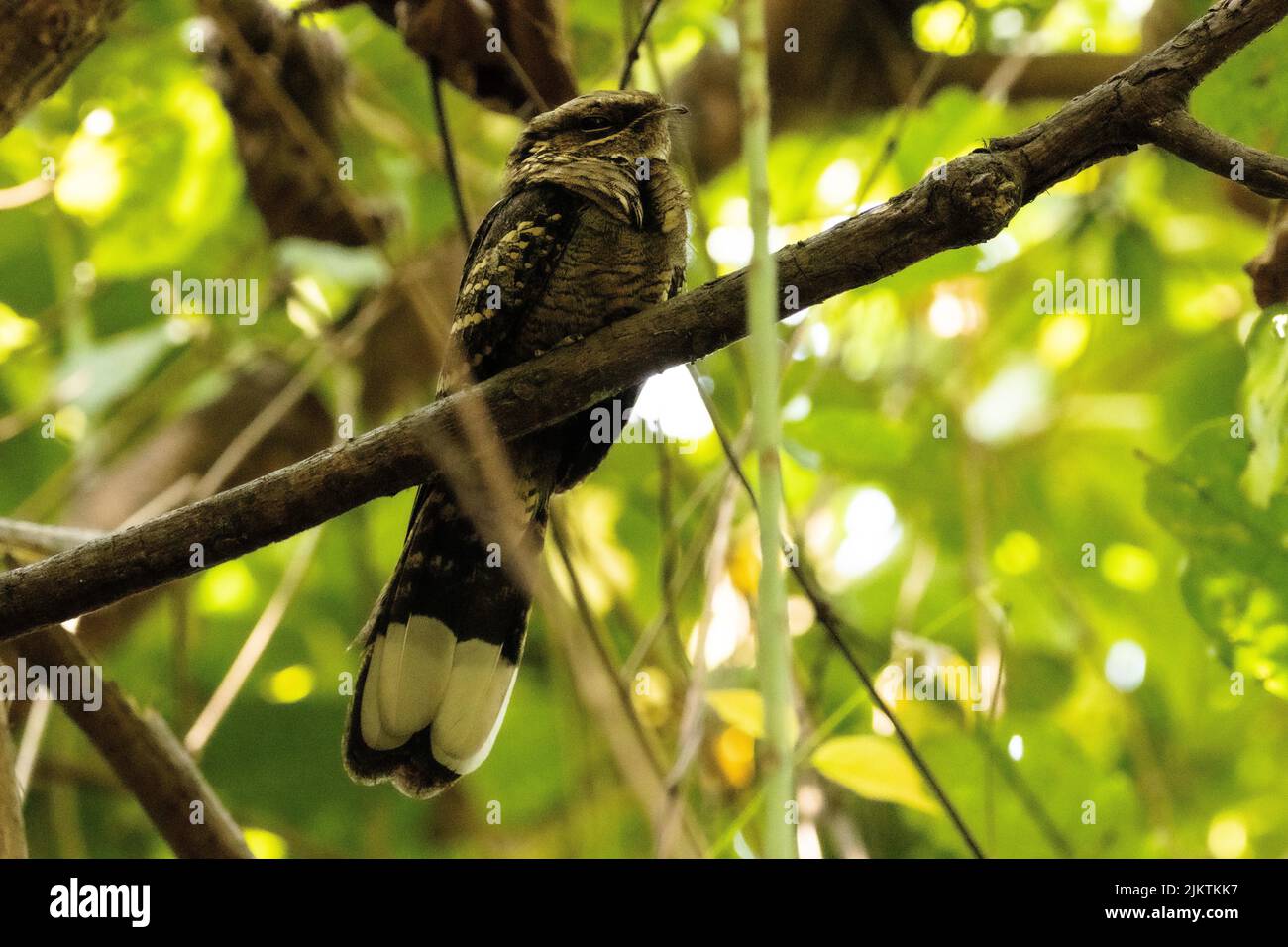 Un tiro a basso angolo di un uccello di aquilone nero in piedi su un ramo di albero in una giornata di sole con sfondo sfocato Foto Stock