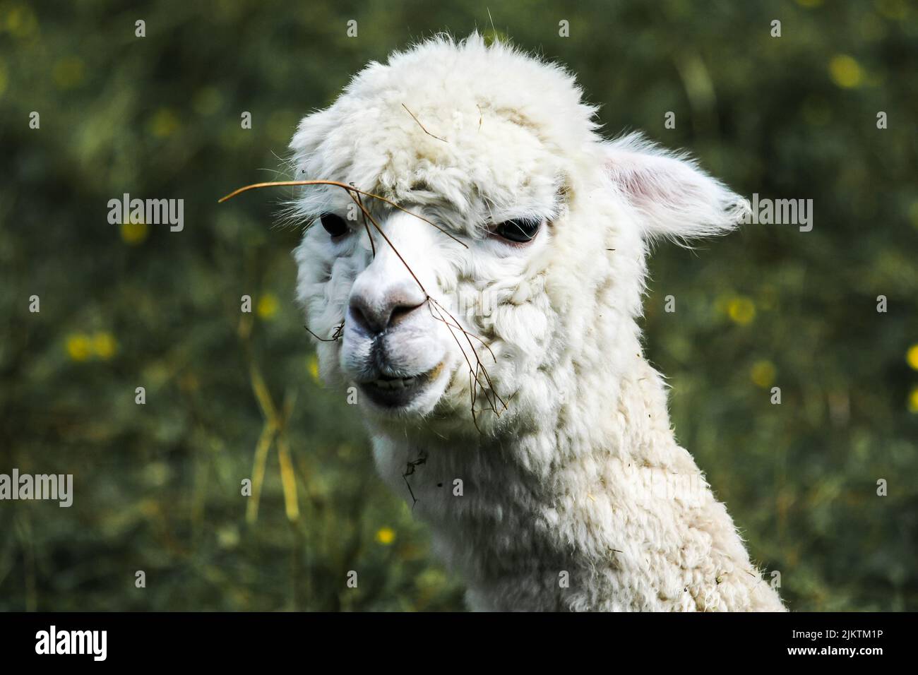Un primo piano di una testa di alpaca Huacaya nel campo in una giornata di sole con sfondo sfocato Foto Stock