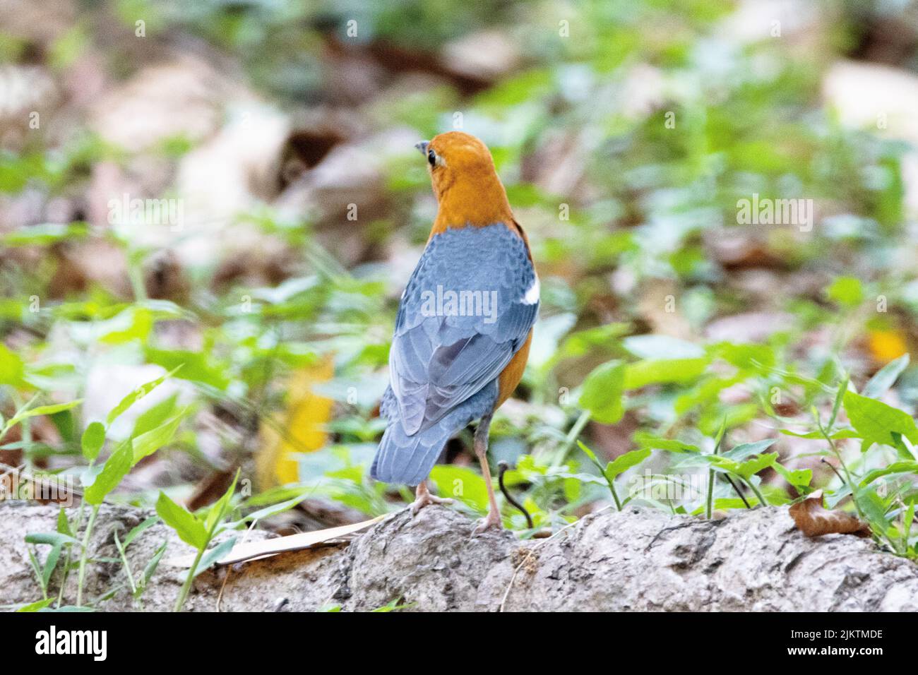 Un primo piano di mughetto dalla testa arancione, Geokichla cittrina a terra. Foto Stock