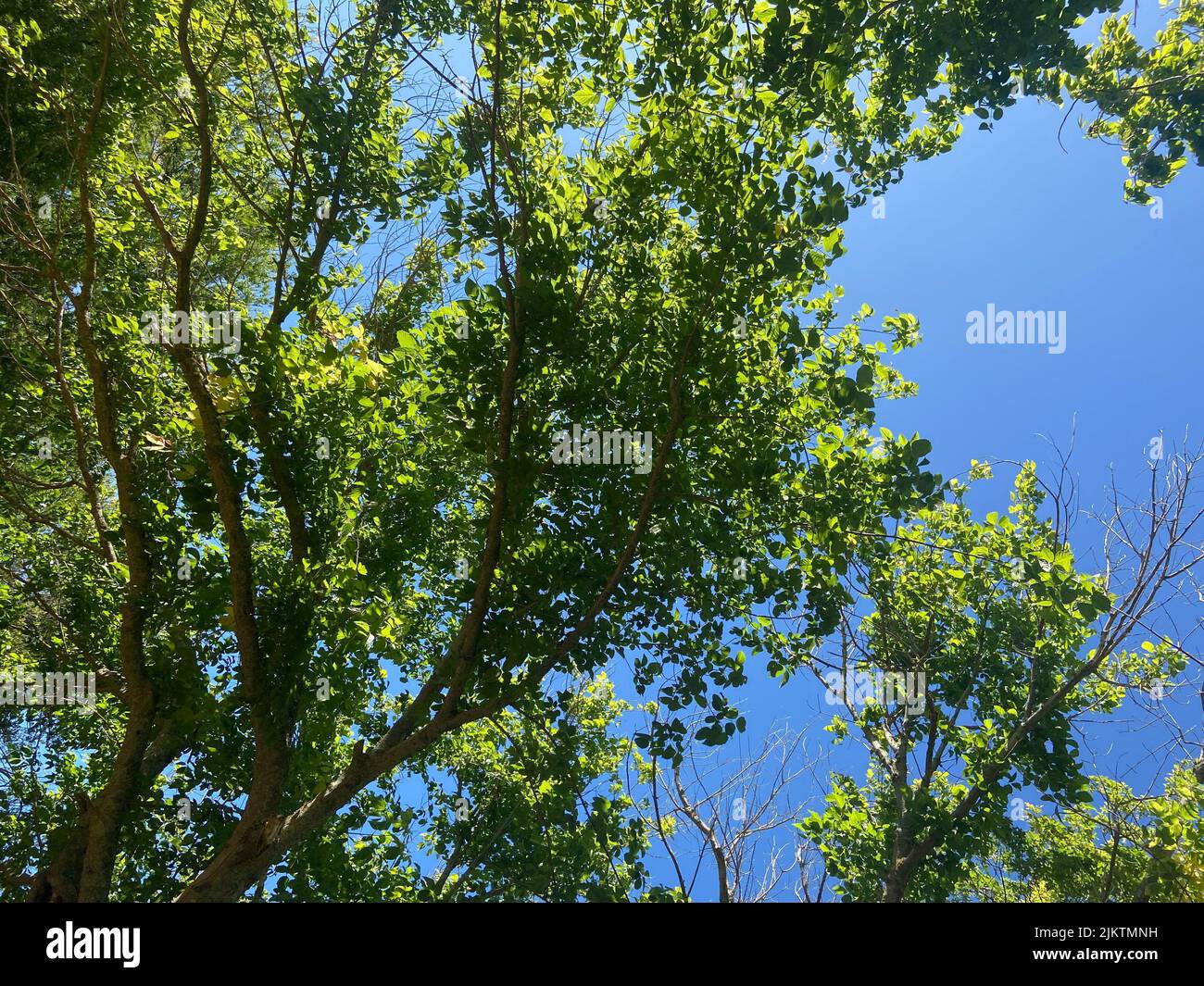 Un angolo basso di foglie verdi di alberi con cielo azzurro senza nuvole sullo sfondo Foto Stock